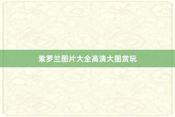 紫罗兰图片大全高清大图赏玩